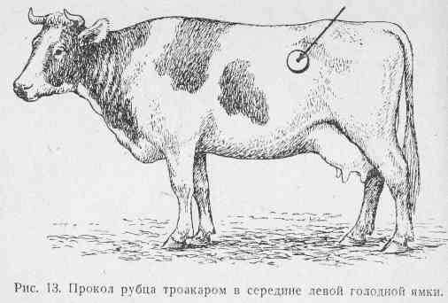 Вздутие рубца у коров