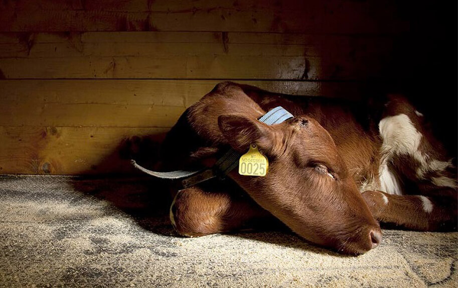 Родильный парез коров: признаки заболевания, его лечение и профилактика АО  Витасоль