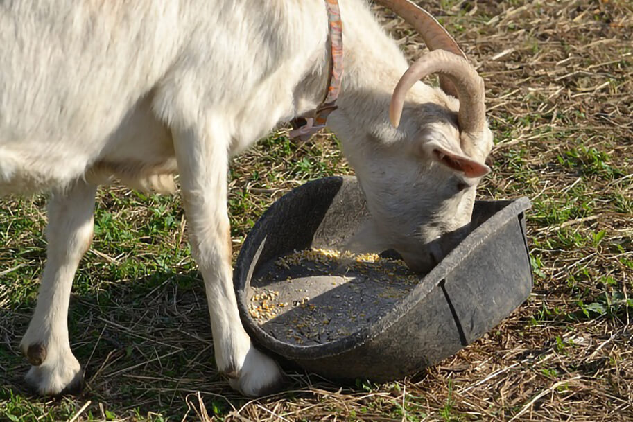 Как правильно подкормить коз хвоей