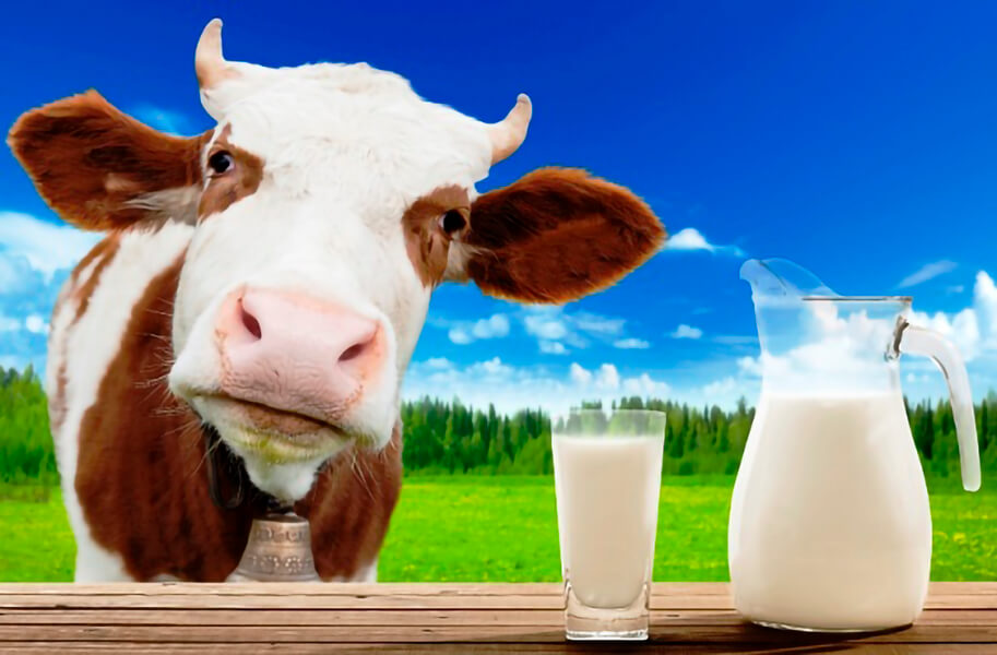 Корова и молоко
