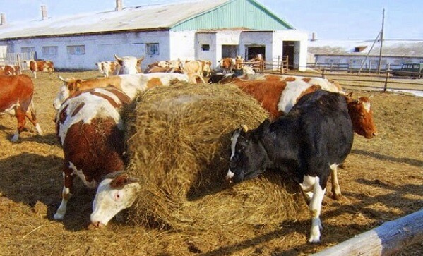 Коровы кушают стог сена