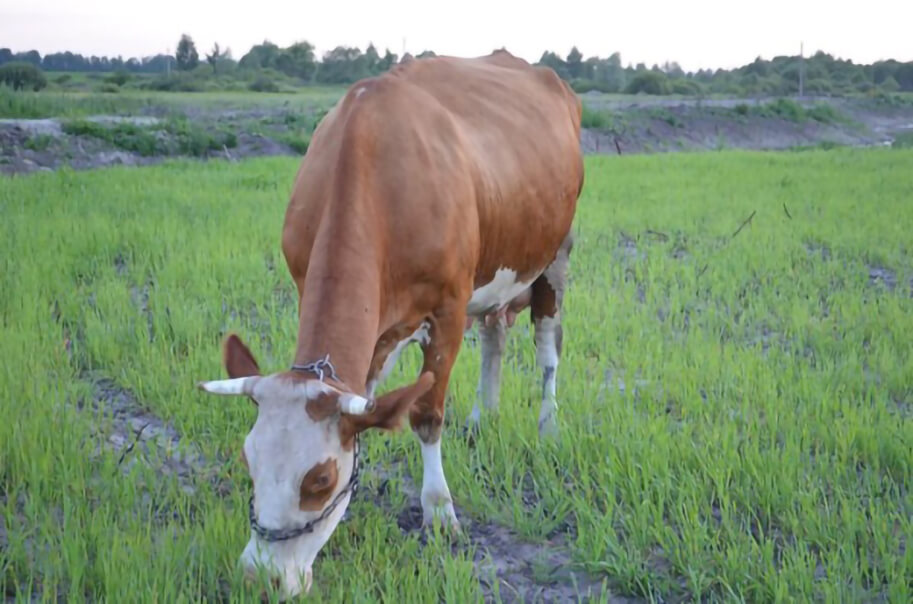 Корова кушает молодую траву
