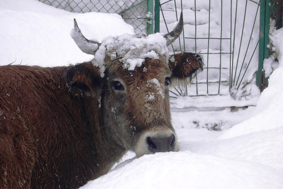 Кормление крупного рогатого скота в зимний период