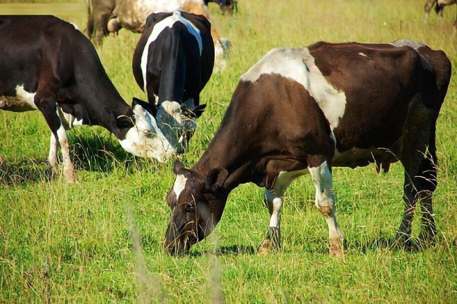 Кормление крупного рогатого скота в пастбищный период