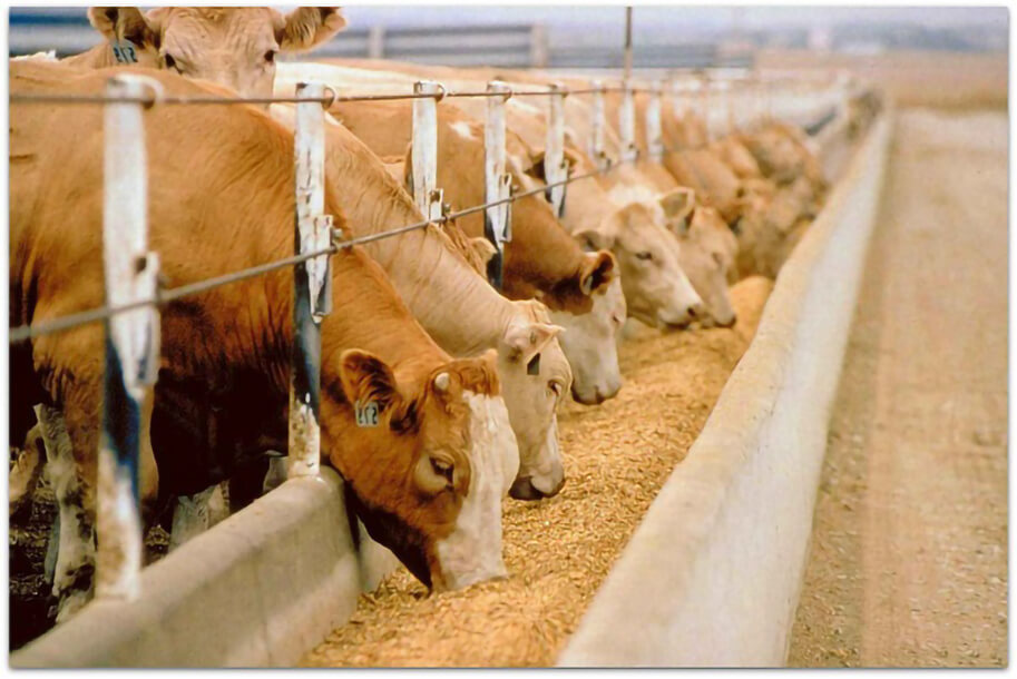 Характер кормления молочных коров