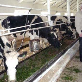 Кормление стельных сухостойных коров и нетелей